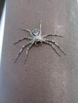 Spinne